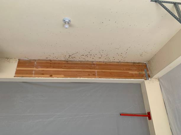 Best Black Mold Removal  in Keenesburg, CO